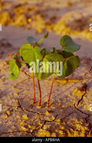 Agriculture - Early growth cotton plants at the two leaf stage emerging in conventional tillage soil / Mississippi, USA. Stock Photo
