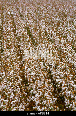 California Cotton Field Stock Photo - Alamy