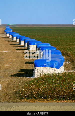 Cotton modules line a cotton field turnrow after the harvest. A single module contains 10-12 bales / California, USA. Stock Photo