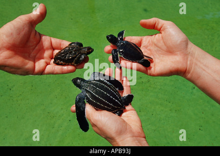 Sea turtle comparison of Green turtle, Loggerhead turtle, and Leatherback turtle Stock Photo