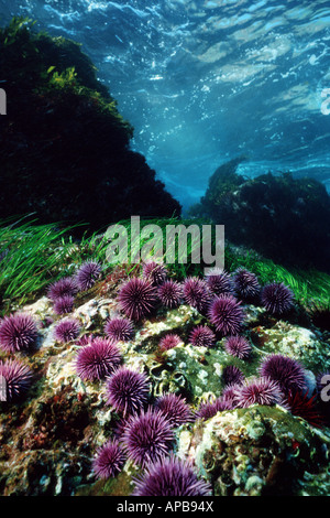 Purple sea urchin Strongylocentrotus purpuratus Stock Photo