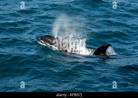 Orca Whale Orcinus orca Stock Photo