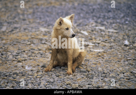 A dirty little puppy sitting in the middle of rocks Stock Photo