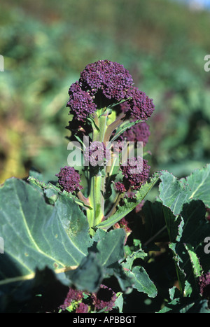 Mature floret of purple sprouting brocolli at harvest West Cornwall Stock Photo