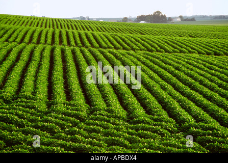 Healthy mid growth soybean plants grow on a sloping undulating hillside with farmsteads in the distance / Walcott, Iowa, USA. Stock Photo