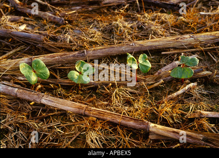 Closeup of emerging no-till cotton seedlings in early morning light surrounded by residue from the previous year's corn crop. Stock Photo