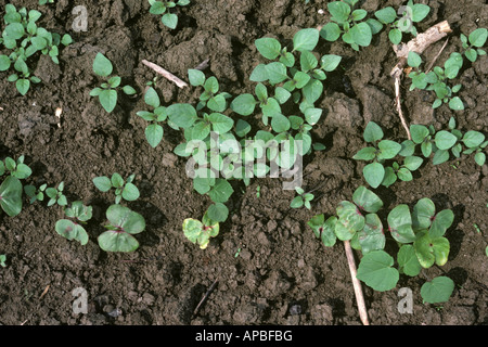 Various broad leaved weeds in seedling cotton crop Greece Stock Photo