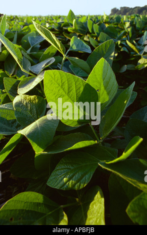 Agriculture - Closeup of healthy mid growth soybean foliage in early morning light / Arkansas, USA. Stock Photo