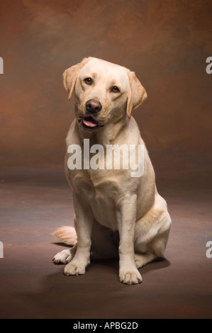 yellow labrador retriever sitting with head cocked and a curious expression and tongue half out on a brown studio background Stock Photo