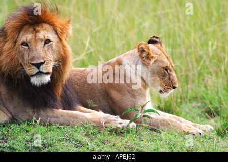 lion in the savannah safari in kenya Stock Photo - Alamy