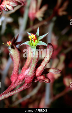 Albany Kangaroo Paw-Anigozanthos flavidus-Family Haemodoraceae Stock Photo