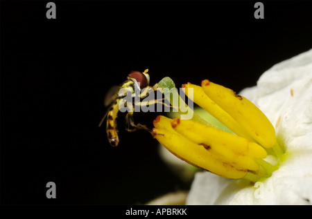 Germinating fly  on a horse nettle flower. Toxomerus geminatus, Stock Photo