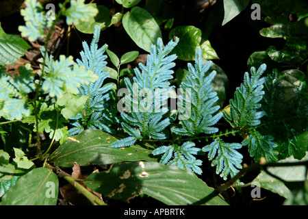 Jungle ferns Taman Negara Malaysia Asia Stock Photo