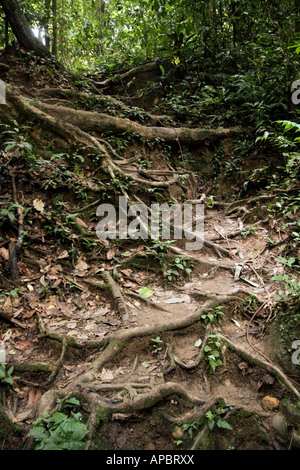 Trails at Taman Negara are often steep and covered in a network of tree roots Kuala Tahan Malaysia Stock Photo