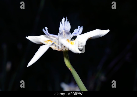 Large Wild Iris/Grootewild Iris-Dietes grandiflora-Family Iridaceae Stock Photo