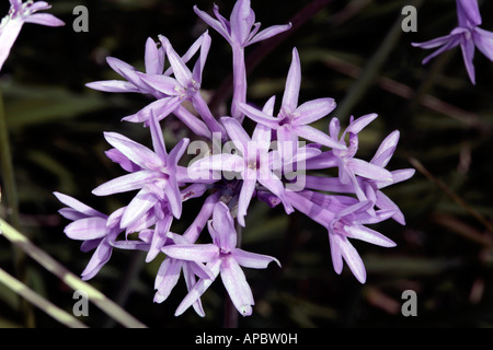 Wild Garlic-Tulbaghia violaceae-Family Alliaceae Stock Photo