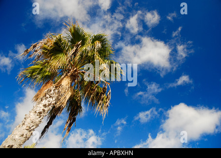 Palm tree at Playa de Camisón beach in Playa de las Américas/Los Cristianos on Tenerife island, Spain Stock Photo