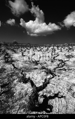 Vines after pruning waiting for spring growth. Stock Photo