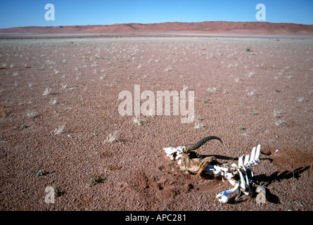 Springbok Complete Skeleton Bleached bones and skeleton of a Springbok in the Karoo, South Africa ...