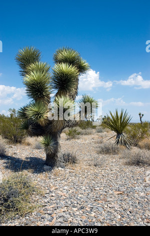 Joshua Tree Forest in the Nevada Desert Near Area 51 Stock Photo