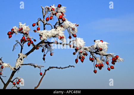 Close-up of some rose hips covered with hoar frost on a beautiful winter´s day Stock Photo