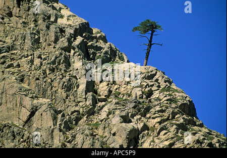 Solitary corsican pine Pinus nigra laricio in the Golo valley Corsica France Stock Photo