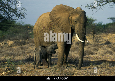 Elephant and new born baby Samburu Kenya Stock Photo