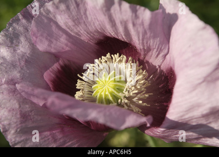 Bloom of a large pink poppy flower. Stock Photo