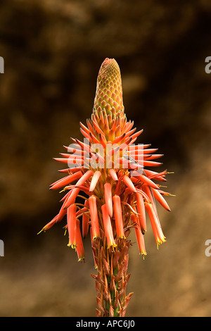 Aloe barbadensis in bloom - Aloe vera Stock Photo