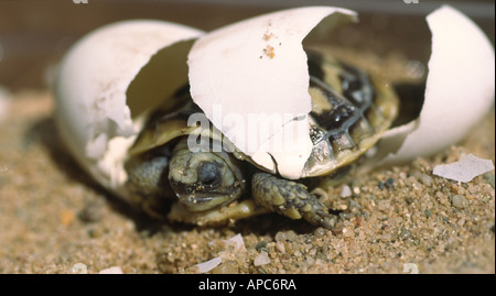 Hatching pancake tortoise (Malacochersus tornieri) Stock Photo