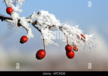 Close-up of some rose hips covered with hoar frost on a beautiful winter´s day Stock Photo