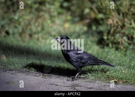 American Crow Corvus brachyrhynchos Stock Photo