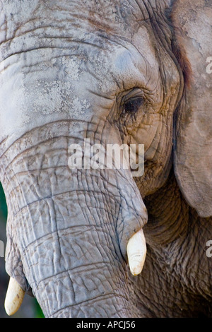 Asian Elephant close-crop vertical portrait A Stock Photo