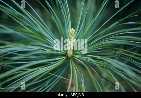 Fresh pine sprout in close-up Stock Photo