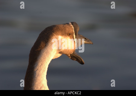 Domestic Brown Swan Goose (Anser cygnoides) making noise at Lake Balboa Van Nuys California USA Stock Photo