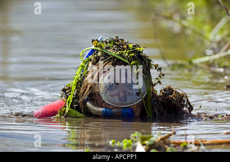 The 21st World Bog Snorkelling Championships in Llanwrtyd Wells, Mid Wales, UK. Stock Photo