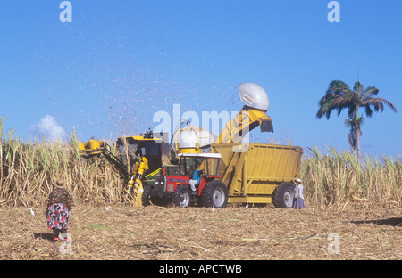 Harvesting sugar cane, Barbados Stock Photo