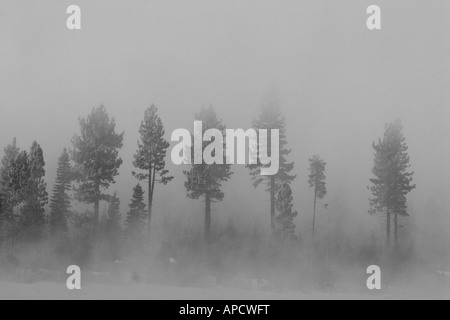 An antique looking photo of evergreen trees in the fog on Donner Lake California Stock Photo