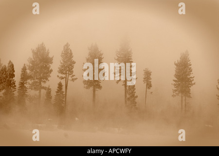 An antique looking photo of evergreen trees in the fog on Donner Lake California Stock Photo