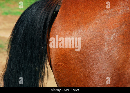 horse tail and hindquarters Stock Photo