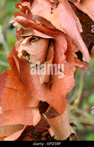 Acer griseum the paperbark maple Stock Photo