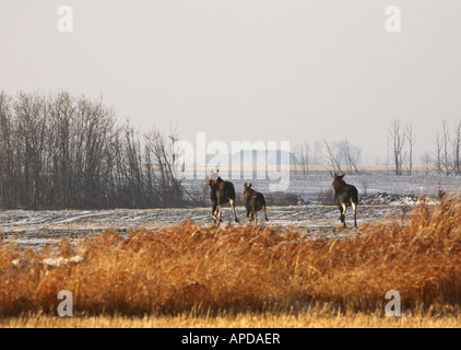 Three moose running though plowed field Stock Photo