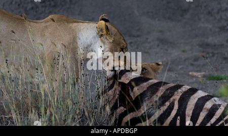 Female Lion with her cub sharing a fresh Zebra kill in Medikwe, South Africa Stock Photo