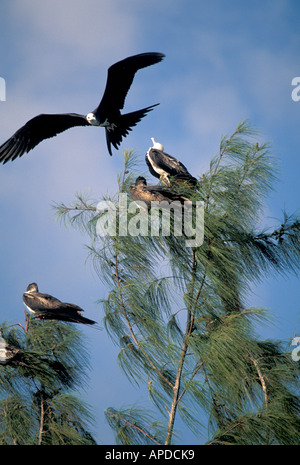 Great frigate bird or man o war bird Stock Photo