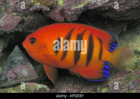 Flame angelfish, Centropyge loricula, in aquarium. Stock Photo