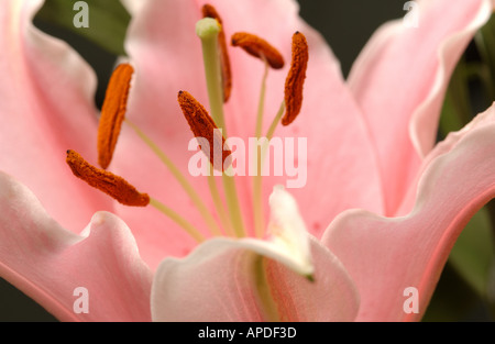 Close up of pink lily lilium flower petals
