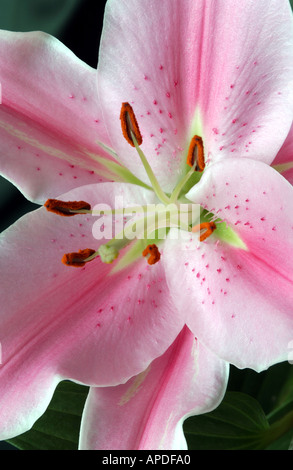 Close up of pink lily lilium flower