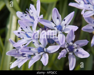 SPRING SQUILL Scilla verna native wildflower purple flowers in close-up growing in spring season. Isle of Anglesey, North Wales, UK, Britain Stock Photo
