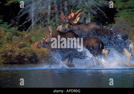 Bull, Cow and calf moose running, (ALCES ALCES)  Maine, Baxter State Park, Sandy Stream Pond, Roaring Brook Campground Stock Photo