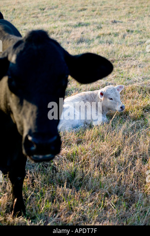 angus cow cattle pregnant 1 Stock Photo: 5145722 - Alamy